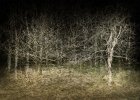 Erica Oram_Haunted Wood.jpg